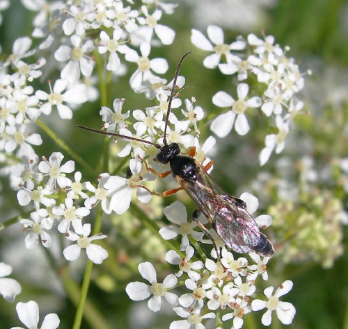 Image 2: Ichneumon visiting Hedge Parsley (2)