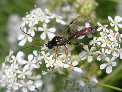 Image 3: Ichneumon visiting Hedge Parsley (3)